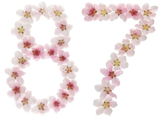 Numeral 87, eighty seven, from natural pink flowers of peach tree, isolated on white background