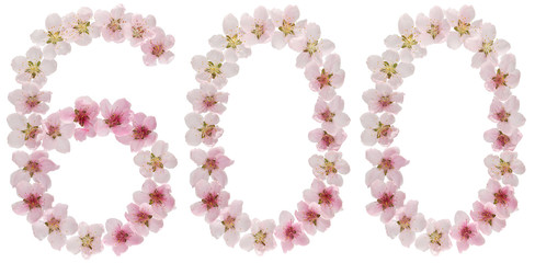 Numeral 600, six hundred, from natural pink flowers of peach tree, isolated on white background