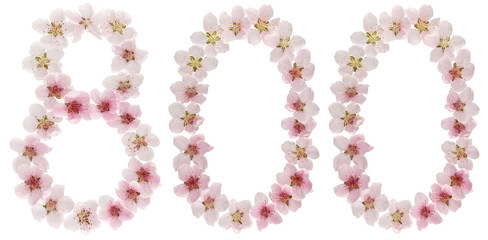 Numeral 800, eight hundred, from natural pink flowers of peach tree, isolated on white background
