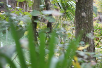 Blue Springs