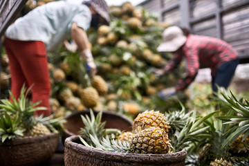 Truck fully loaded with fresh pineapples and two workers which sorting them