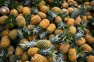 Large harvest of fresh pineapples stacked in pile