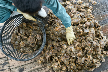 Mollusk sorting process on oyster farm in Vietnam - 261881474