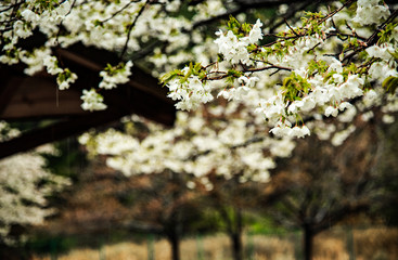 西日本の渓谷・山里、桜の風景 