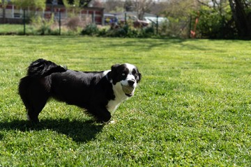 dog on grass