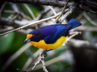 Violaceous Euphonia