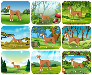 Fototapeta premium Set of greyhound in different scene