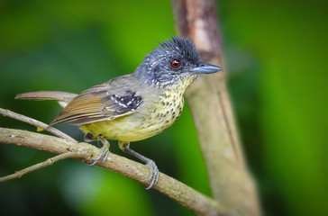 Spot-breasted Antvireo