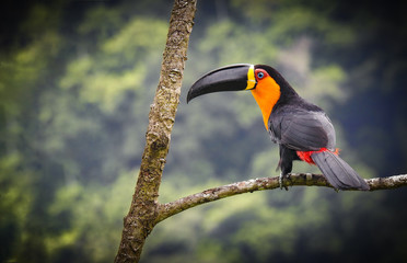 Channel-billed Toucan