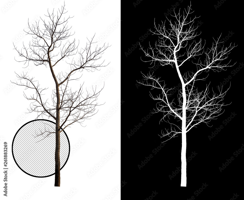 Aufkleber single tree without leaf with clipping path and alpha channel