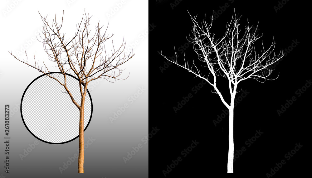Poster single tree without leaf with clipping path and alpha channel