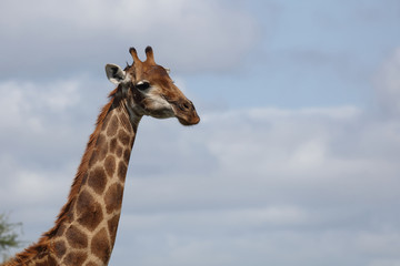 Giraffe / Giraffe / Giraffa Camelopardalis
