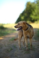 Portrait happy mongrel dog walking on sunny green field. Green grass and trees background