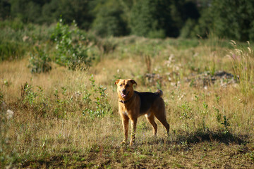Obraz na płótnie Canvas Portrait happy mongrel dog walking on sunny green field. Green grass and trees background