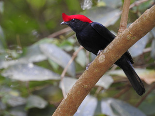Helmeted Manakin