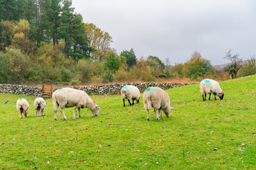 Fototapeta na wymiar Morning view of a farm with many sheeps