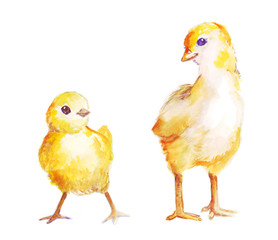A set of two cute hand drawn baby chicken. Watercolor artwork isolated on white background