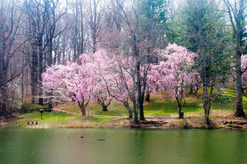 Cherry blossom trees surrounding the lake at Holmdel Park, New Jersey, in the early spring