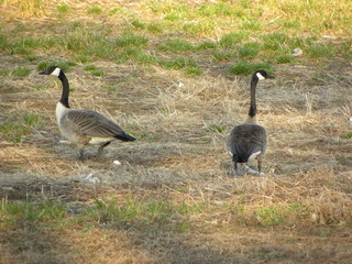 Canadian Geese
