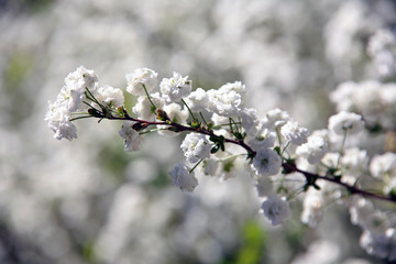 branch of a tree