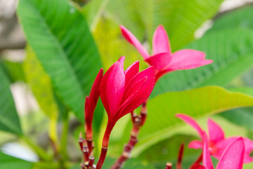 Frangipani flowers on tree