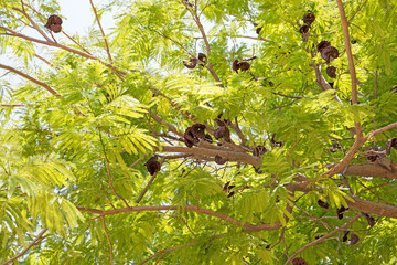Semillas Guanacaste Parota