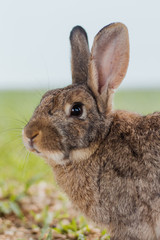 rabbit grey