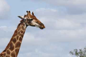 Giraffe / Giraffe / Giraffa Camelopardalis.