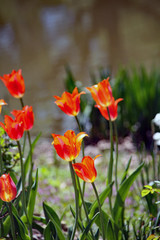 field of red tulips