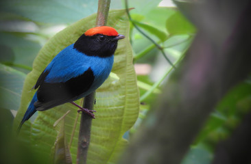 Swallow-tailed Manakin