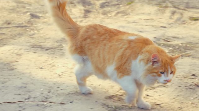 Street ginger, red cat without one leg. Three leg. Disabled pet. Yard