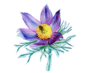 First spring wildflower purple Pulsatilla patens (also known as Eastern pasqueflower, prairie crocus, cutleaf anemone). Hand drawn watercolor painting illustration isolated on white background.