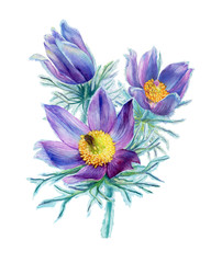 Spring bouquet of wild flower purple Pulsatilla patens (also known as Eastern pasqueflower, prairie crocus, cutleaf anemone). Hand drawn watercolor painting illustration isolated on white background.