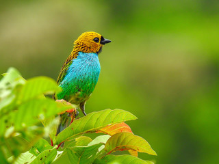 Gilt-edged Tanager