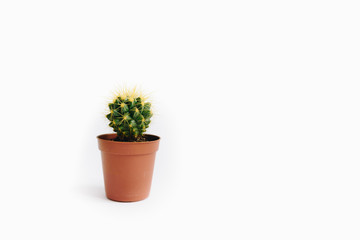 Echinocactus grusonii isolated on white background