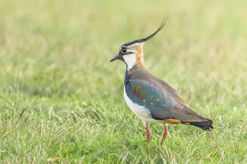 Lapwing, Northern Lapwing in the grass (Vanellus vanellus) Peewit