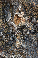 Textura árbol 2