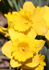 yellow daffodils in the garden