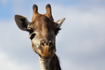 Giraffe / Giraffe / Giraffa Camelopardalis