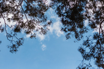 branches of tree against blue sky