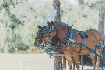 Two brown Carriage Horses
