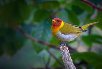 Rufous-headed Tanager