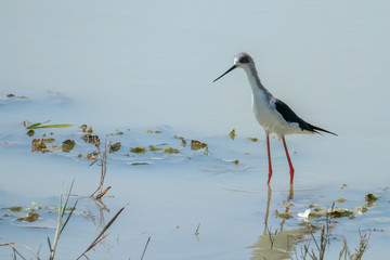 Black-winged Stilt  (Himantopus himantopus), Yala National Park, Sri Lanka