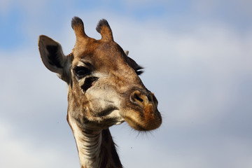 Obraz premium Giraffe / Giraffe / Giraffa Camelopardalis