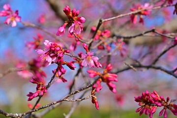 Fototapeta na wymiar 咲き始めたオカメ桜
