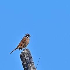 青空バックにモデル立ちするホオジロ 
