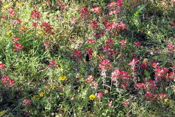 Texas Wildflowers and Nature