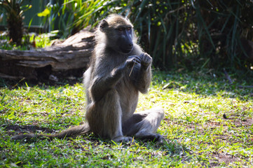 African monkey eating grass