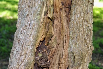Texas Wildflowers and Nature