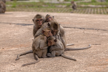 Family monkeys ( Crab-eating macaque )  cold in morning at the park of Thailand